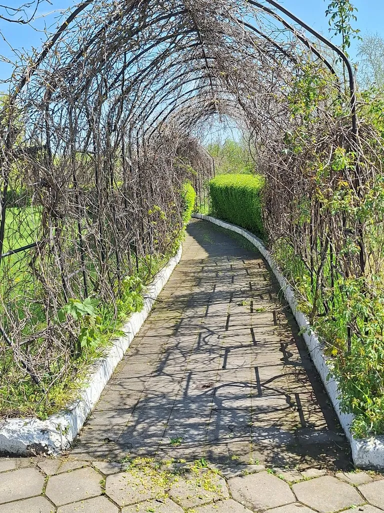 Стандарт (вид на лес)
